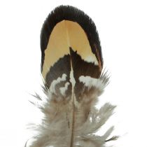 Artículo Plumas de pájaro reales plumas decorativas a rayas 3-4cm 60ud