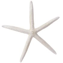 Artículo Estrella de mar auténtica decoración natural marítima Ø16–20cm 10 uds