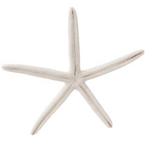 Artículo Estrella de mar auténtica decoración natural marítima Ø16–20cm 10 uds