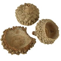 Artículo Tapas de bellota, bellotas decorativas naturales para manualidades, 1,5 cm, 200 g