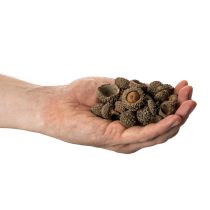 Artículo Cáscaras de bellota naturales, cuencos decorativos para otoño y Adviento, 2 cm, 300 g