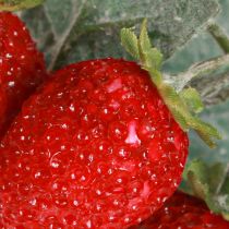 Artículo Decoración de fresas Fresas artificiales L23cm 1 manojo 6 piezas