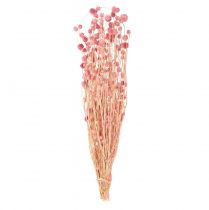 Artículo Cardo fresa decoración rosa viejo flores secas rosa 50cm 100g