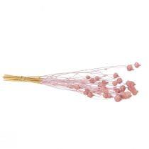 Artículo Cardo fresa, cardo seco, decoración de cardo, rosa claro, 58 cm, 100 g