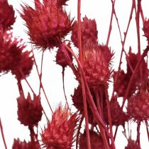 Artículo Flores Secas Cardo Seco Rojo Cardo Fresa Coloreado 100g