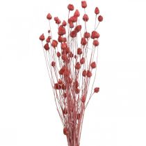 Flores Secas Cardo Seco Cardo Fresa Rosa Claro 100g