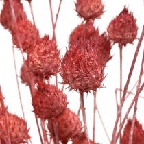 Flores Secas Cardo Seco Cardo Fresa Rosa Claro 100g