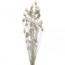 Flores Secas Cardo Seco Blanco Cardo Fresa Coloreado 100g