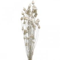 Artículo Flores Secas Cardo Seco Blanco Cardo Fresa Coloreado 100g