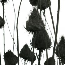 Artículo Flores Secas Cardo Negro Seco Cardo Fresón 100g