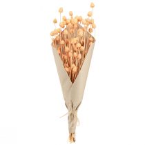 Artículo Cardos de fresa cardos de decoración secos en salmón 55cm 100g