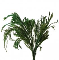 Artículo Erika musgo decorativo verde musgo decoración natural seco 20-35cm 400g
