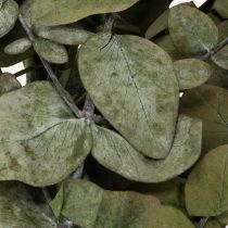 Artículo Ramas y hojas decorativas de eucalipto preservadas, redondas, secas, verdes, 150 g