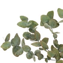Artículo Ramas y hojas decorativas de eucalipto preservadas, redondas, secas, verdes, 150 g