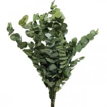 Eucalipto Ramas Preservadas Hojas Redondas Verde 150g