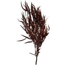 Artículo Eucalipto Ramas de Eucalipto Preservadas Rojo, Marrón 56cm 135g