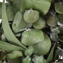 Artículo Corona de eucalipto corona natural eucalipto preservado Ø35cm