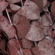 Artículo Ramas de eucalipto, eucalipto preservado, flores secas, rojo, 75 cm, 150 g