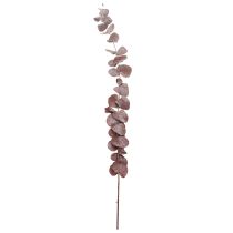 Artículo Ramas de eucalipto, eucalipto preservado, flores secas, rojo, 75 cm, 150 g