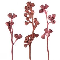 Artículo Ramas de eucalipto rojo esmerilado decoración natural exóticas 25 piezas