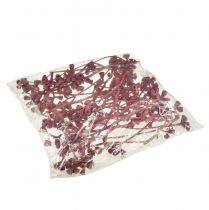 Artículo Ramas de eucalipto rojo esmerilado decoración natural exótica 25 piezas