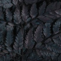 Artículo Decoración de helechos: frondas de helecho natural, negras, preservadas, 45 cm, 10 unidades.