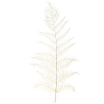 Artículo Hojas de Helecho Helecho Blanco Seco Blanqueado 50cm 10uds