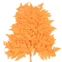 Artículo Frondas de helecho secas y preservadas para floristería y decoración otoñal, 42 cm, 10 unidades.