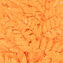 Artículo Frondas de helecho secas y preservadas para floristería y decoración otoñal, 42 cm, 10 unidades.