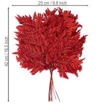 Artículo Frondas de helecho preservadas y teñidas, helecho auténtico para arreglos otoñales, 42 cm, 10 unidades
