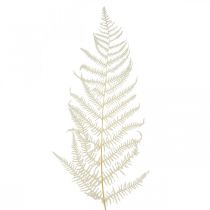 Helecho Hojas Helecho Blanco Secado Blanqueado 50cm 10p