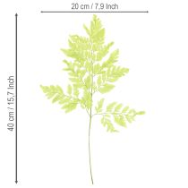 Artículo Helechos: Material natural preservado de alta calidad para proyectos de decoración duraderos, 40 cm, 10 piezas