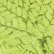 Artículo Helechos: Material natural preservado de alta calidad para proyectos de decoración duraderos, 40 cm, 10 piezas