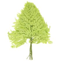 Artículo Helechos: Material natural preservado de alta calidad para proyectos de decoración duraderos, 40 cm, 10 piezas
