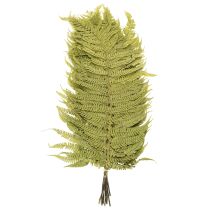 Artículo Helecho seco y preservado. Perfecto para la decoración natural del hogar. 80 cm.