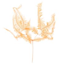 Artículo Rama de helecho, helecho preservado, decoración seca para arreglos florales, 60 cm, 10 unidades