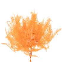 Artículo Rama de helecho, helecho preservado, decoración seca para arreglos florales, 60 cm, 10 unidades