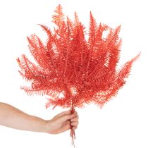 Artículo Helechos, flores secas preservadas, decoración otoñal, 60 cm, 10 unidades