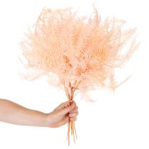 Artículo Hojas de helecho secas, decoración de helechos para jarrones, 60 cm, 10 unidades