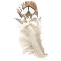 Artículo Plumas de faisán para manualidades, marrón moteado, 4-9 cm, 60 piezas