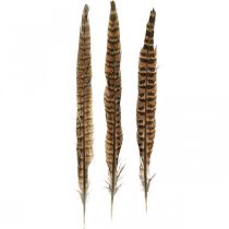 Plumas de faisán plumas reales para la elaboración de decoración de Pascua 25-27cm 24pcs