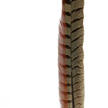 Artículo Plumas de faisán decoración plumas reales naturales 40 cm 9 piezas