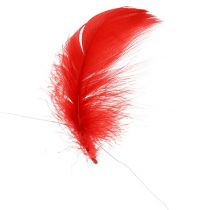 Plumas en alambre Rojo 10m