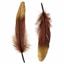 Plumas burdeos, oro 18-23cm 24pcs