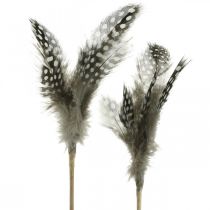 Plumas decorativas salpicadas en el palo plumas reales de gallina de guinea 4-8cm 24pcs