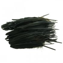Artículo Plumas decorativas plumas de pájaro negro para manualidades 14-17cm 20g