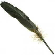 Plumas decorativas plumas de pájaro negro para manualidades 14-17cm 20g