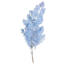 Artículo Espárragos de plumas azul claro, flores secas decorativas de espárragos, 55-70 cm