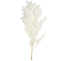 Artículo Espárragos de primavera Espárragos en conserva Blancos 55-70cm 100g