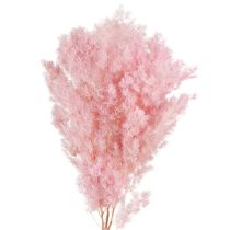 Artículo Espárragos Pluma Decoración Seca Espárragos Rosa 55-70cm 100g